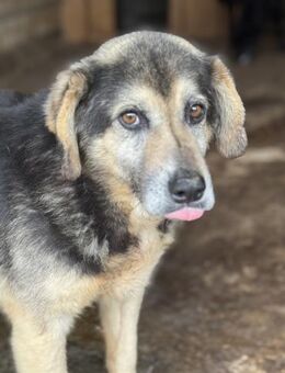 Willi läuft die Zeit davon 🐾 - Elsdorf (Nordrhein-Westfalen)