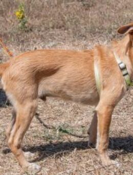Fausto, ein munterer Geselle - Brunstorf
