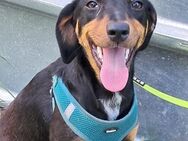 🆘🌸Zarte Lila sucht Schutz & Liebe💔🆘 - Eislingen (Fils)