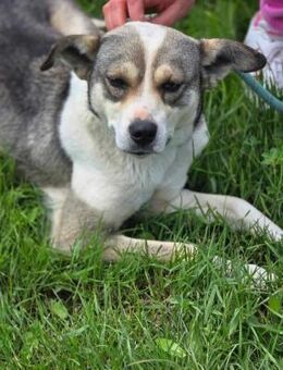 BRINA = Schatz auf vier 🐾🐾 ♥️ - München