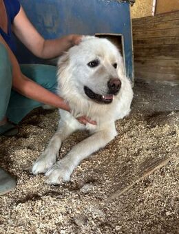 MONT-BLANC-VA Riese mit. große Herz - Neustadt (Rübenberge)