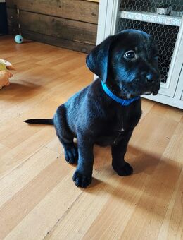 🐾 Reinrassige Labrador Welpen in liebevolle Hände abzugeben 🐾 - Suhlendorf