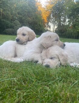 Golden Retriever Welpen - Garrel