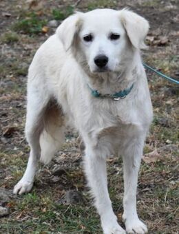 Kassidy Kluge und sensible Hundemama - Süderbrarup