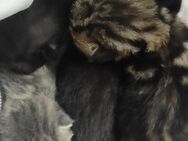 Kitten auf Verhandlungsbasis ab Juli abzugeben - Altenkirchen (Westerwald)