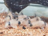 Corydoras Panda - Pandapanzerwels - Sulingen Zentrum