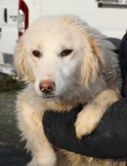 Nuemi - zutraulich u. verspielt - Lohra