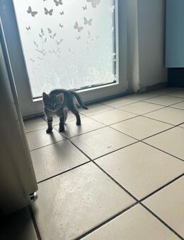 Babykatzen - Hechingen Zentrum