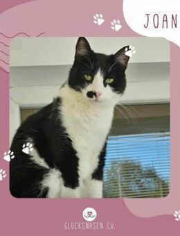 Katze Joanie sucht ihr eigenes Körbchen - Lalendorf