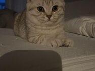 Britisch Kurzhaar Kitten Mädchen - Konstanz Zentrum