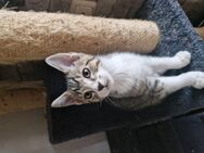 Katzenbabys - Dettelbach