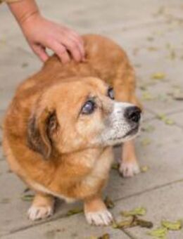 BENEDICT - Fürsorge und Geborgenheit - Overath