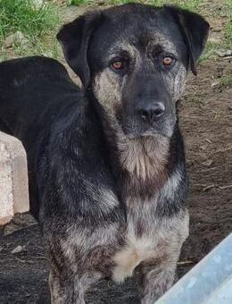 ❣️Shrek🍀- der liebesbedürftige Schatz❣️ - Eislingen (Fils)