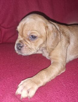 1 Rüde sucht ein neues Zuhause - Klostermansfeld