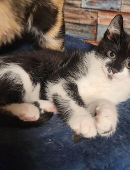 Maine Coon Mix Kitten nur noch ein Kätzchen 🐱 - Stadland