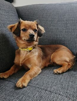 Mini Dackelmix Dame - Kollnburg