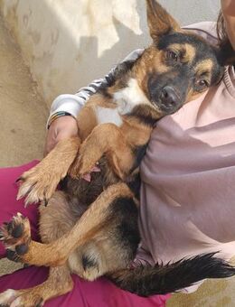 Zuhause gesucht: LUCIO (m) aus Italien - Büdingen