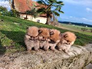 Zwergspitz/Pomeranian-Welpen sucht ein neues Zuhause - Rain