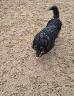 Unser kleiner kleiner Rauhaardackel-Mischling Gandalf ca ,6 -7J alt , lieb und sehr verschmust , ca 30-35 cm groß - Angern