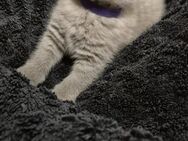 Britisch Kurzhaar Katzenbabys - Ostfildern