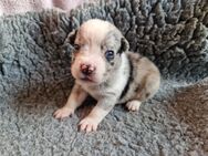 6 von 7 Welpen /Französische Bulldogge x Mini Australian Shepherd - Barnstorf