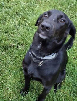Felipe,sucht seine Menschen 🩵🐾🩵 - Freilassing