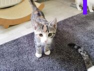 Liebevolle Katzenkinder BKH Mix zu verkaufen - Ohrdruf