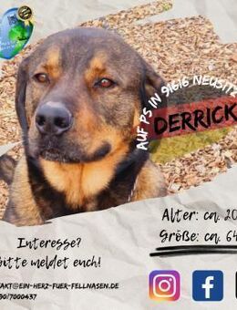 DERRICK - kann das Hunde 1x1 perfekt! - Waakirchen