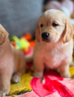 Zwei Golden Retriever Jungs suchen noch ein Liebevolles zu Hause ! - Großbreitenbach