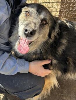 🌞LINGA ~🌟 verteilt liebevoll Küßchen💋 - Duisburg