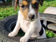 2 Parson Jack Russell Terrier Mädchen - Moorrege