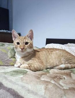 Verschmustes Katerchen BALOO sucht ♥️ - München