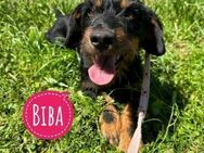 Biba eine verschmuste aktive Prinzessin - Flörsheim-Dalsheim