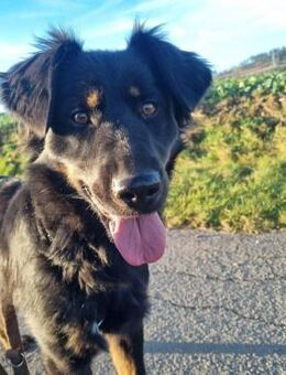 Miss Marple - Marsberg