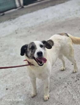 Amy, super liebe kleine Lady wartet.... - Köln