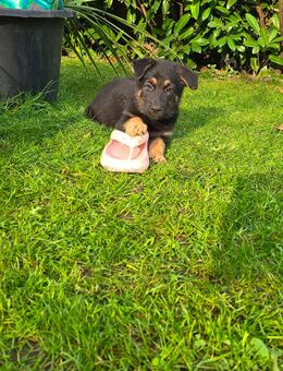 SCHWARZE Schäferhundwelpen - Gelsenkirchen