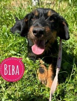 Biba eine verschmuste aktive Prinzessin - Flörsheim-Dalsheim