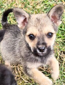 ODIN - kleiner Wirbelwind sucht Zuhause - Erfurt