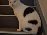 Kater sucht dringend liebevolles Zuhause - Wittmund