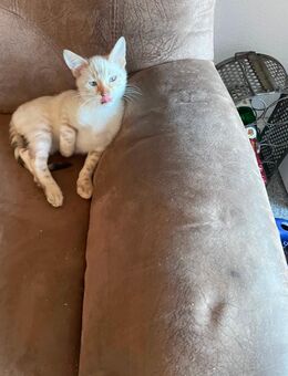 Bengal kitten suchen ein schönes zu Hause - Frechen Zentrum