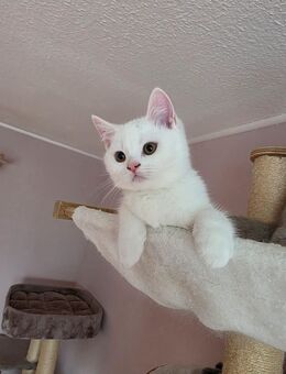 Bkh kitten in Blue und Weiß zur Abgabe ! - Stockach