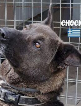 Chocko - ruhig und freundlich - Heppenheim (Bergstraße)