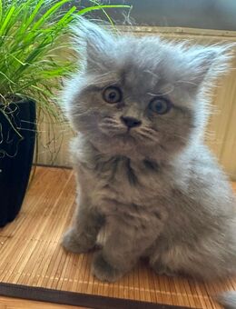 BLH Kitten blue - Lichtenstein (Sachsen)