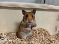 Liebe Hamsterdame sucht Zuhause - Dresden