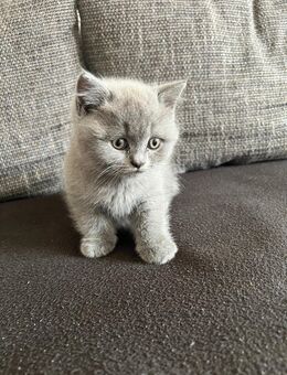 Reinrassige BKH Kitten - Wuppertal