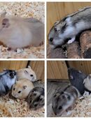 junge kleine Dsungaren dsungarischer Zwerghamster dschungarischer Hamster in 01844