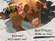 GAIA - Hundeherz sucht großes Glück - Waakirchen