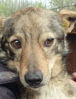 LUMI-hübscher Rüde, 47 cm - Rösrath