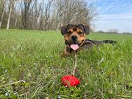 Bullweiler Balou sucht ein neues, liebevolles Zuhause - Halle (Saale)