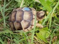 Breitrandschildkröten ( Testudo marginata) NZ 2024 - Zeuthen